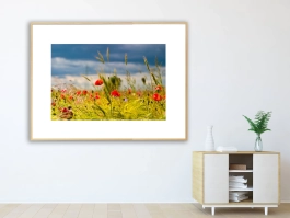 Bunte Blumenwiese, Fotografie