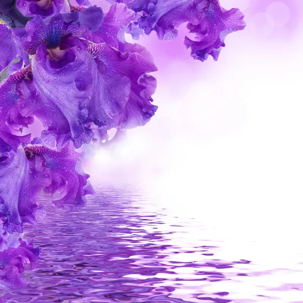 | Wandbilder Leinwand Violett auf in & günstig 24,95€ Lila ab kaufen