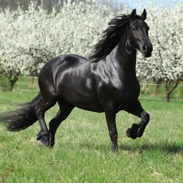 Kunstdruck auf Leinwand 'Horse Mane Vertical' kaufen Kunstdruck auf Leinwand 'Horse Mane Vertical' kaufen