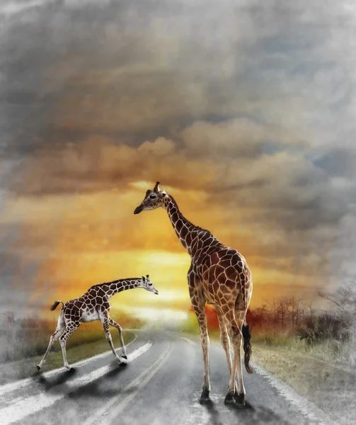 Wandbilder mit Giraffe-Motiv auf Leinwand günstig kaufen | ab 24,95€