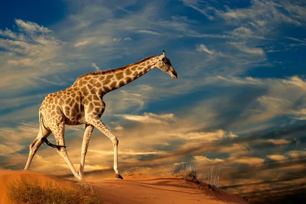 Wandbilder mit Giraffe-Motiv auf Leinwand günstig kaufen | ab 24,95€