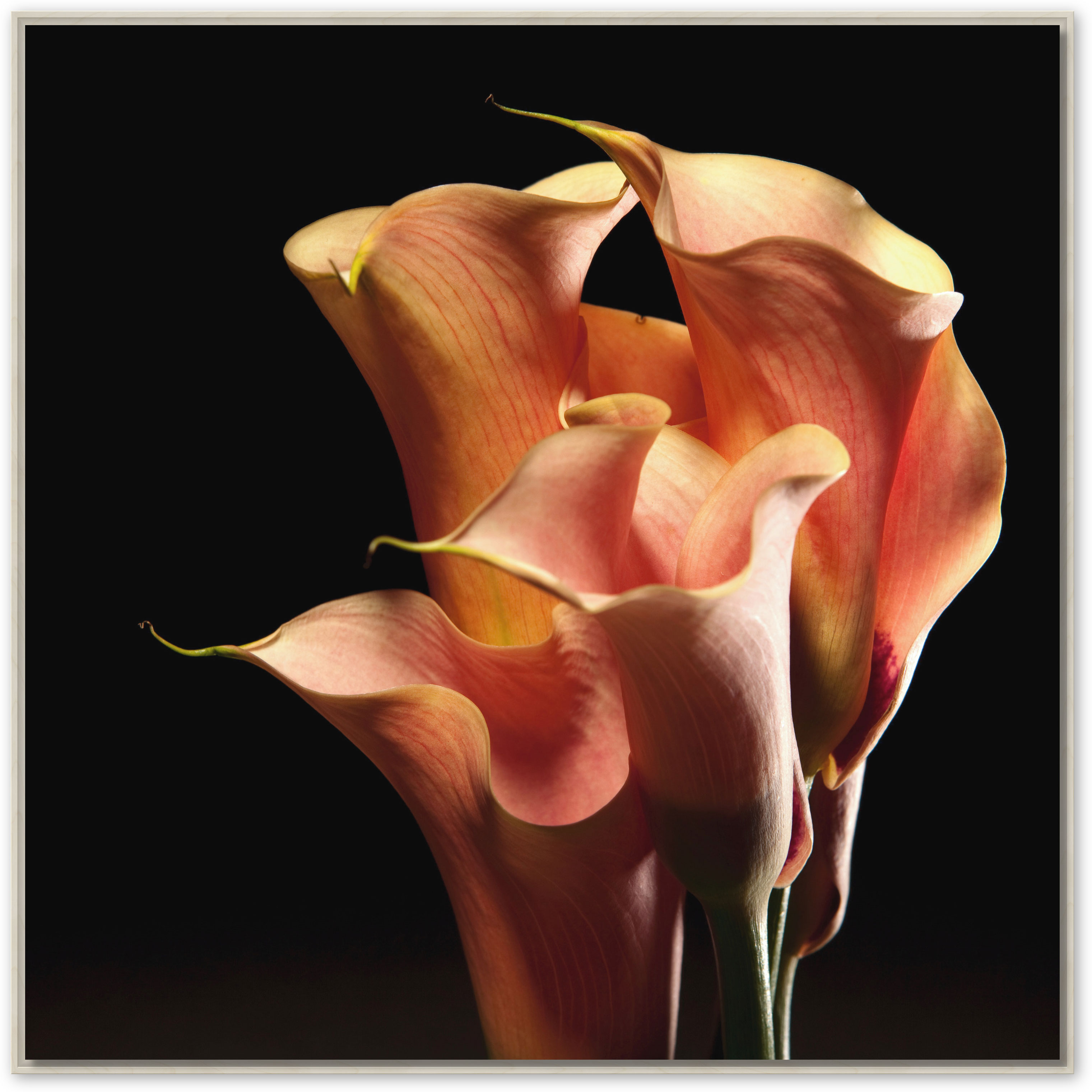 Rosa Lilien, Schattenfugenrahmen Natur